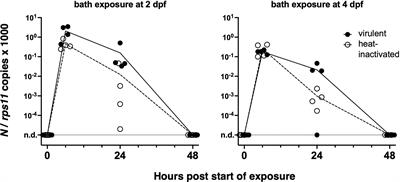 Exploring Zebrafish Larvae as a COVID-19 Model: Probable Abortive SARS-CoV-2 Replication in the Swim Bladder